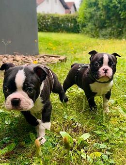 Boston Terrier Welpen - Bad Herrenalb