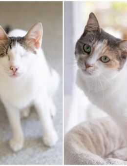 Angel und Stanley suchen ein Zuhause - Bergheim (Nordrhein-Westfalen)