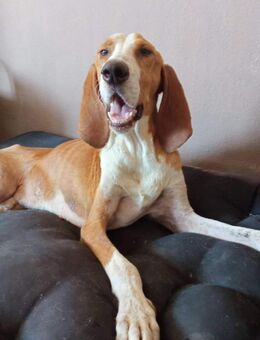 Vermittlungshilfe!Hier kommt Elvis - Oberhausen