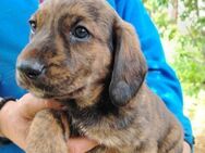 Tiger hübscher Hundejunge - Berlin