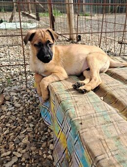 Rocco - ein fröhlicher Bube - Grevenbroich