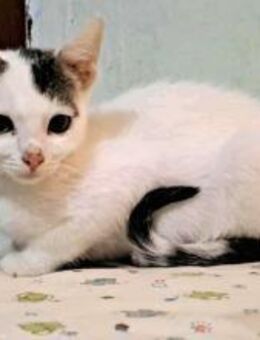 HUGO - (jung, aktiv , sozial) - Köln