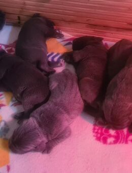 🐾 Blaue Cane Corso Welpen abzugeben – reinrassig & liebevoll sozialisiert 🐾 - Trebsen (Mulde)