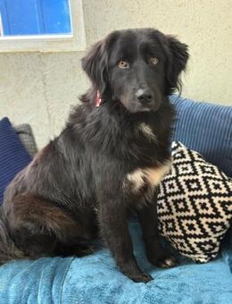 Murphy - unser Wuschelbär - Gerlingen