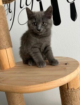 Katzenbabys suchen liebevolles Zuhause - Elsdorf Elsdorf