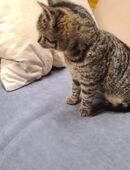 Hauskaterchen zu verkaufen in 01920