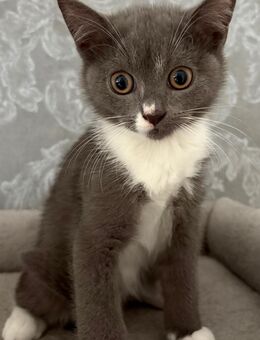 Reinrassige Britische kurzhaar kitten - Münster