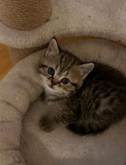 Bkh katze❤️ - Rheine Zentrum