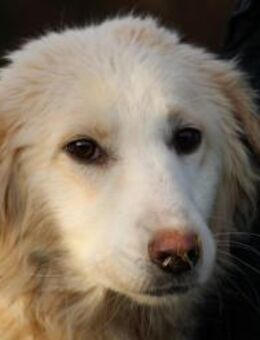 Nuemi - zutraulich u. verspielt - Lohra