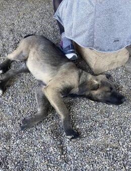 Rambo menschenbezogen, freundlich & ve - Köln