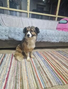 Toma; mit den warmen Augen - Geilenkirchen