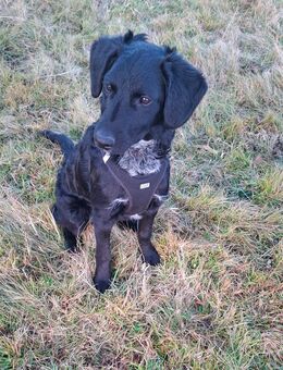 Süßer Welpe sucht neues liebevolles Zuhause 🐾 - Lauterbach (Baden-Württemberg)