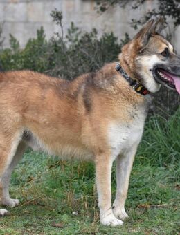 Gino - 2 Jahre - Tierhilfe Franken e.V. - Lauf (Pegnitz) Zentrum