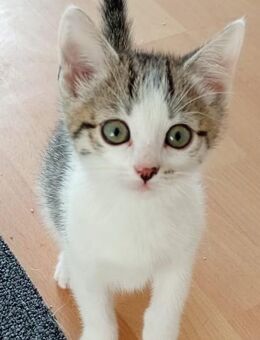 Kleine Prinzessin - Herten