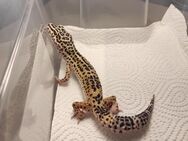 Terrarium+ 2 Gecko Weibchen - Hattingen