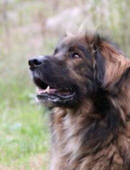 Arco, sportl. großer Familienhund - Neuhausen (Spree)