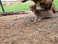 Kitten katzenbabys - Löbnitz (Sachsen)