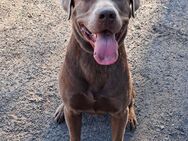 Labrador sucht neues Zuhause - Wittenberg (Lutherstadt)