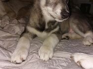 Siberian Husky Welpe - Alsdorf (Nordrhein-Westfalen)