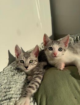 Babykatze\Kitten EKH suchen ein neues zu Hause - Swisttal