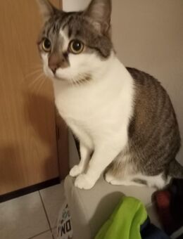 Kater abzugeben - Oelde