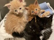 Wunderschöne Maine Coon Kitten mit XXL Genetik suchen ein liebevolles Zuhause - Menden (Sauerland)