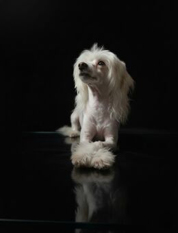 „Biete Deckakt – suche Welpe als Gegenleistung“ - Oerlenbach