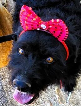 Negra liebe Schnauzer-Mix Hündin 1/18 ES - Ruppertsecken
