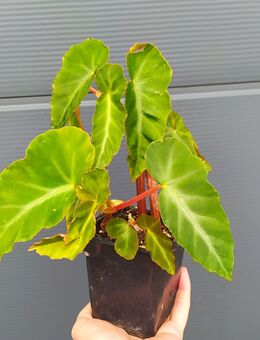 Begonia angularis - Eschbach (Landkreis Südliche Weinstraße)