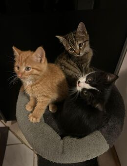 5 kleine Schnurrhaare - Ahrensburg