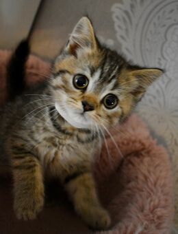 Britisch Kurzhaar Kitten - Lalendorf