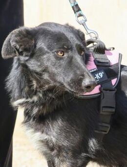 Gia, neugierig, freundlich, offen - Westerholt