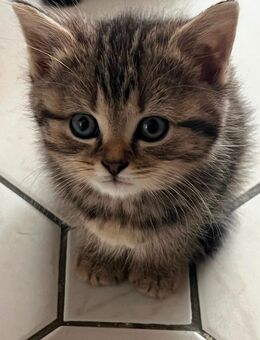 katzen baby - Wenden