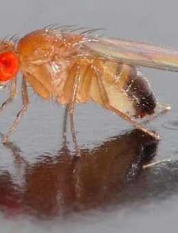 Fruchtfliegenfalle aus Glas mit 3D-gedrucktem Deckel – biologisch & wiederverwendbar - Osterode (Harz)