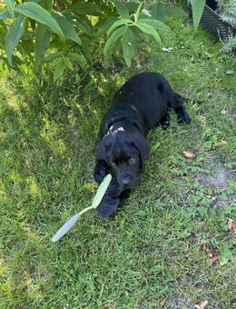 ENDLICH PLATZ FÜR IHREN EIGENEN HUND - IM NEUEN HAUS MIT GARTEN! LOS GEHT´S: 01714863595 - Schneeberg (Sachsen)