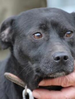 Bonni - kinderlieb u. sehr verspielt - Lohra