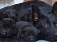 Welpen Schäferhundwelpen vom Verein für deutsche Schäferhunde mit Papiere in 59425