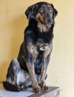 Franco auf dem Weg ins Glück? - Süderbrarup