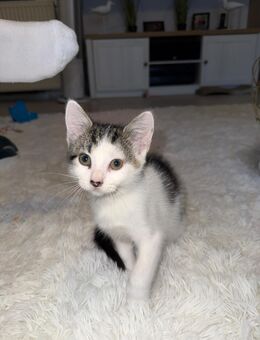 5 süße Kitten abzugeben – 12 Wochen alt - Höxter