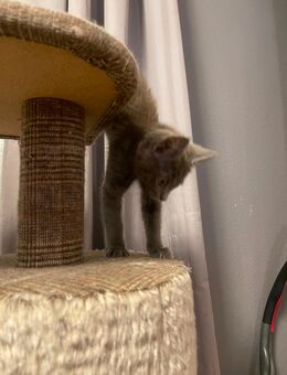 Maine Coon, Kartäuser Mix Kitten suchen neu zu Hause - Norken
