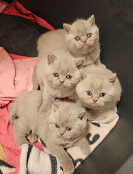 Reinrassige BKH kitten - Lingen (Ems)