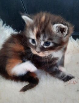 Xxl Maine Coon black tortie - Herzberg (Elster)