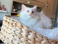 Neva Masquarade Ragdoll Kitten - Bochum