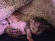 Katzenkinder, Kätzchen, Kitten, Persermix - Frankenblick