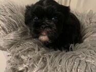 Shih Tzu Welpe zum Verkauf - Schwerin