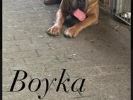 Cane corso welpen - Mannheim