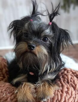 4 Hava Shorkies Welpen (Havaneser x Shorkie) - Moormerland