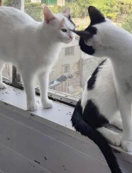 💓Best Friends Elsa & Henry💓 - Eislingen (Fils)