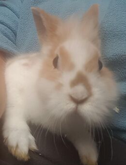 Reinrassige löwenkopf teddy-zwergkaninchen 🌹 - Minden (Nordrhein-Westfalen)