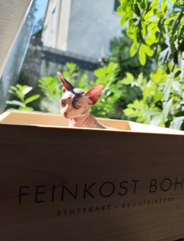 Sphynx waibchen Baby kitten - Fellbach Zentrum